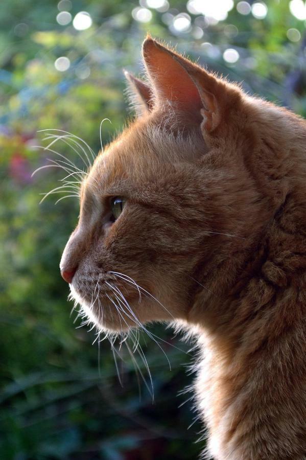 Le Chaton Rouge Saint-Pierre-du-Lorouer ภายนอก รูปภาพ